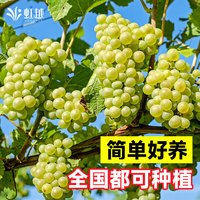 88VIP：虹越 葡萄树苗 寒香蜜无籽 60-70cm 红宝石