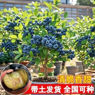 蓝莓树苗盆栽绿植地栽果树苗 蓝莓苗 1盆
