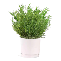  京云梦 可食用 薄荷盆栽 薄荷盆栽+原土