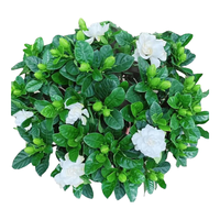  京云梦 四季花卉 栀子花盆栽+早安盆 小栀子花【口径90】+早安盆