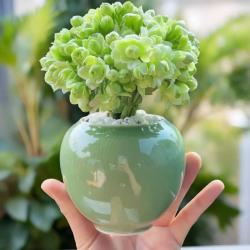 时鸟 长寿绿巴黎花带室内重瓣盆栽阳台多肉花卉植物四季绿色巴黎+绿色花盆+白色石头
