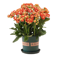  花行榜 大花重瓣 长寿花盆栽 加仑盆 金狐狸(带花苞)含加仑盆