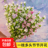 PLUS会员：京喜加 风铃花云南基地直发鲜切花家用室内水养真花小清新花束 随机色风铃1扎