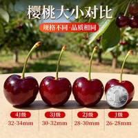 顾一 新鲜 美早大樱桃