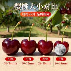 顾一 新鲜 美早大樱桃