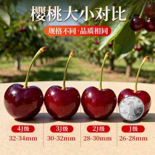  顾一 新鲜 美早大樱桃