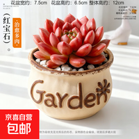 京喜 红宝石 仙人球多肉小盆栽 绿植带盆 室内植物