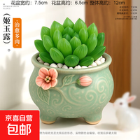 京喜 多肉小盆栽仙人球绿植带盆办公室桌面室内植物名贵仙人掌幼儿园礼 姬玉露+D126盆（送铺面石+肥料+土）