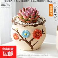 京喜 天鹅绒 仙人球多肉小盆栽 绿植带盆 办公室桌面植物