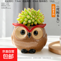 京喜 多肉小盆栽仙人球绿植带盆办公室桌面室内植物名贵仙人掌幼儿园礼 虎鲸+D108盆（送铺面石+肥料+土）