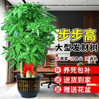 临雅 步步高招财树植物大型发财树盆栽乔迁开业1.8-2.0m福字盆源头直发