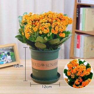 移动端、京东百亿补贴：花行榜 长寿花盆栽大花重瓣植物室内花卉米橙(带花苞)含加仑盆源头直发