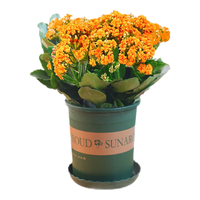  花行榜 大花重瓣 长寿花盆栽 加仑盆