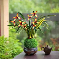 京喜 水培好养金边兰花苗红玉冠 室内办公室小盆栽绿植花卉四季兰花