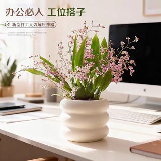  中梦 浓香 文心兰盆栽