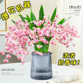  中梦 浓香 文心兰盆栽