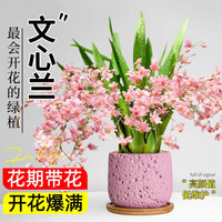  中梦 浓香 文心兰盆栽
