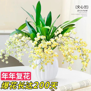  中梦 浓香 文心兰盆栽