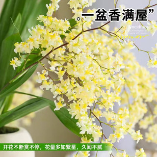  中梦 浓香 文心兰盆栽