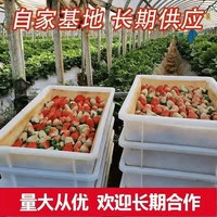  农果辛辛 基地直发 草莓 1500g 中大果