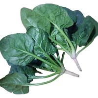 梦动 农家露天种植 菠菜