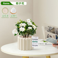 京云梦 小栀子花【口径90】+提拉米苏盆