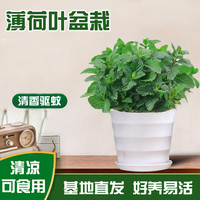 京云梦 薄荷盆栽+塑料盆