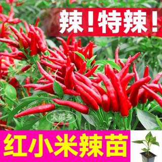 大菜乡 特辣红小米辣椒苗 6棵+1包肥
