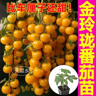 大菜乡 金玲珑番茄苗6棵+1包肥