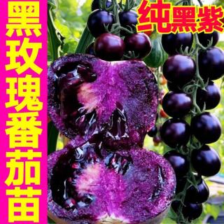 大菜乡 纯黑黑玫瑰番茄苗6棵+1包肥
