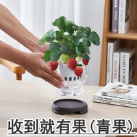  护花高手 水培 草莓盆栽