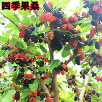  苗彩 易成活 桑树苗