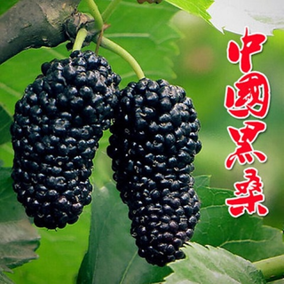  苗彩 易成活 桑树苗