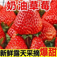  FRUITFUL JIKE/硕果吉客 新鲜 草莓