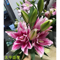  秋颖 云南基地直发 重瓣百合花