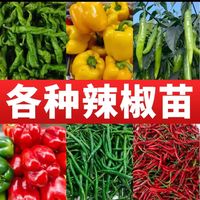 时茂 高产穴盘辣椒苗 大果薄皮椒 长线椒苗 螺丝椒苗 朝天椒苗 二荆条 牛角椒