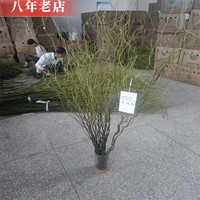 雅卉 龙柳干树枝水培植物 1.2米 20枝