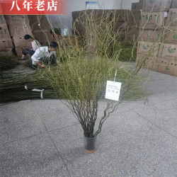 雅卉 龙柳干树枝水培植物 1.2米 20枝