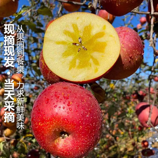  京地达 源头直发 丑苹果