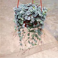  加庭 净化空气 爱之蔓盆栽