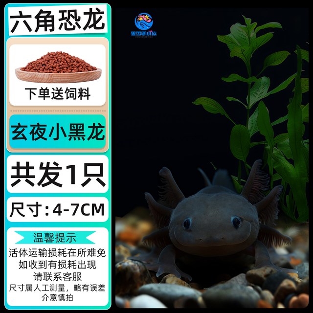 墨雪卿 MUOXUEQN 六角恐龙鱼蝾螈宠物活鱼冷水鱼美西螈淡水好养耐活金鱼锦鲤观赏鱼