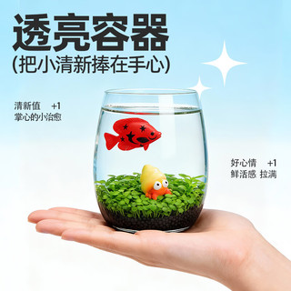  小花农 小清新种植 水培小对叶+小鱼+小黄鸭