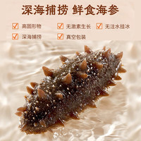 龙味福 即食海参 大连鲜食海参开袋即食单个装 深海精品海参超大号·甄选鲜食海参 9-12头*1斤