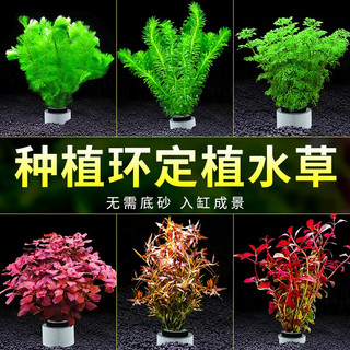  青色水景 增氧 水草植物