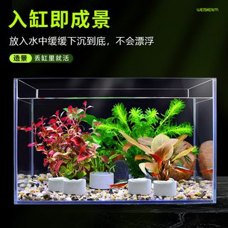  青色水景 增氧 水草植物