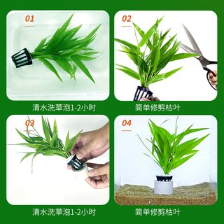  青色水景 增氧 水草植物