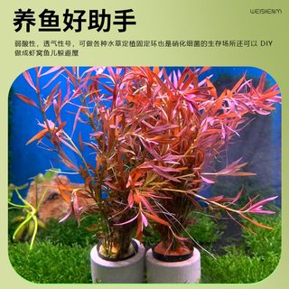  青色水景 增氧 水草植物