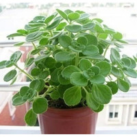  周金祥 驱虫净化空气 碰碰香盆栽