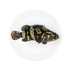  FISHERY PROPAGATION/渔传播 源头直发 石斑鱼