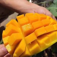  New Pastoralism/田园东方 新鲜 青皮芒果 5斤（净重4.5斤）